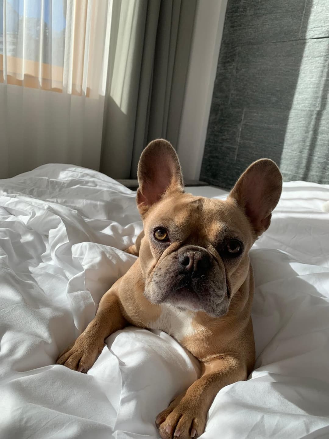French Bulldog - Originalfoto